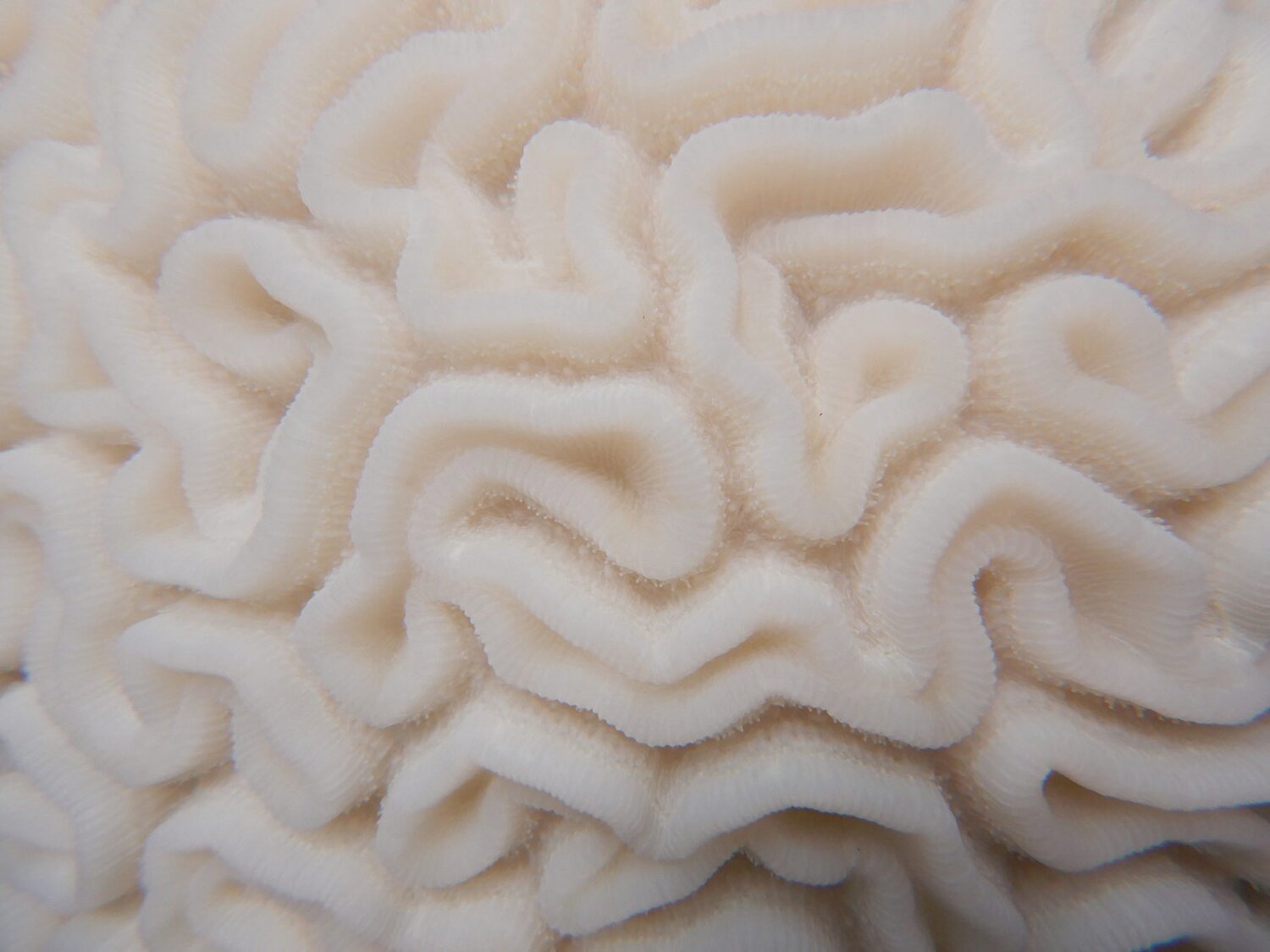 Bleached grooved brain coral with living polyps.